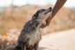 APAAC: Association for the Protection of Abandoned Animals of Cartaxo