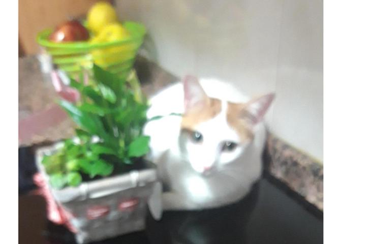 Colonia gatit@s Valdelacalzada