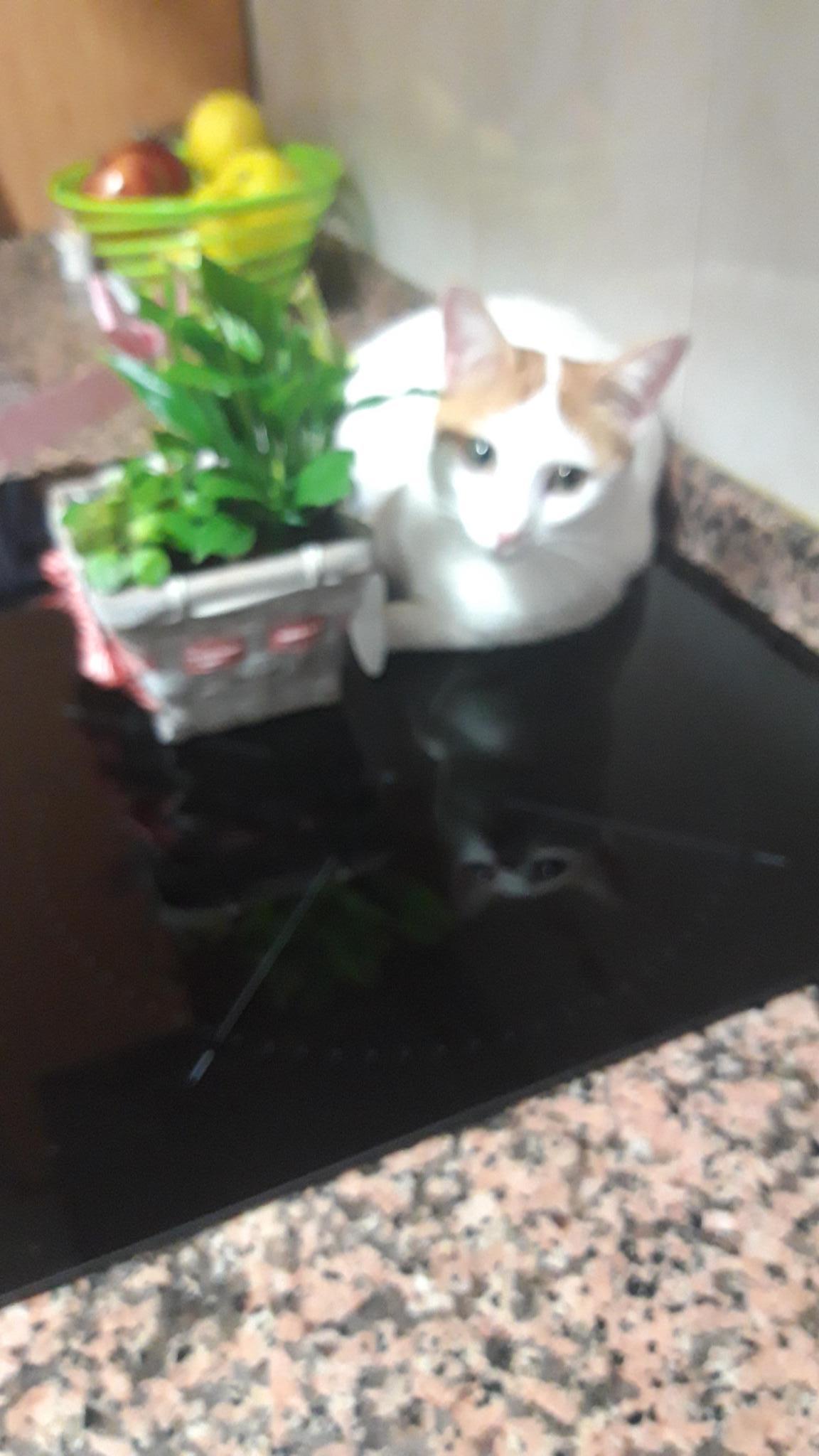 Colonia gatit@s Valdelacalzada