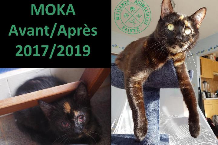 Soutien Militants Animalistes Sainté