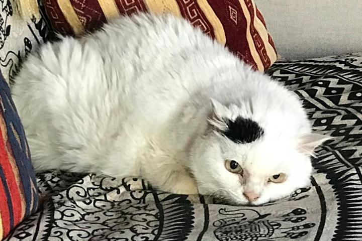 Associazione Pro Gattile Sanitario Padovano ODV