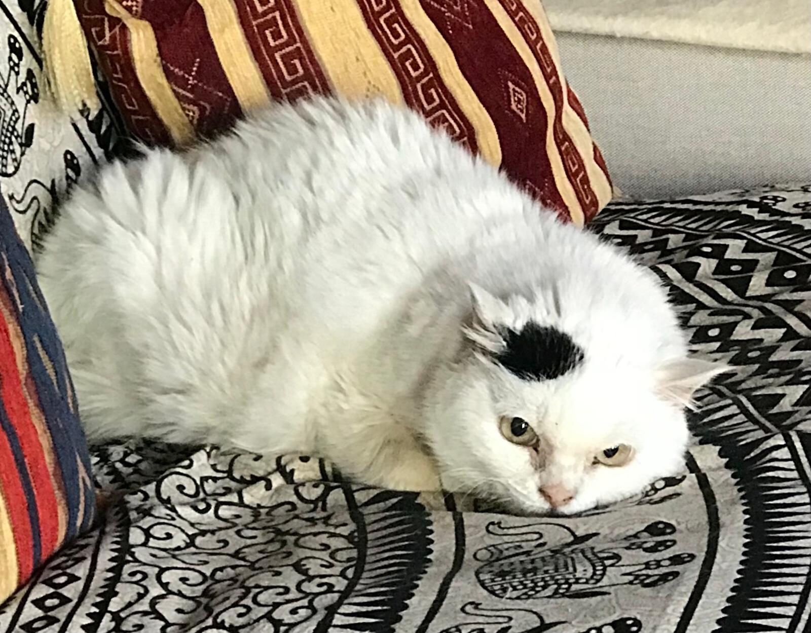 Associazione Pro Gattile Sanitario Padovano ODV