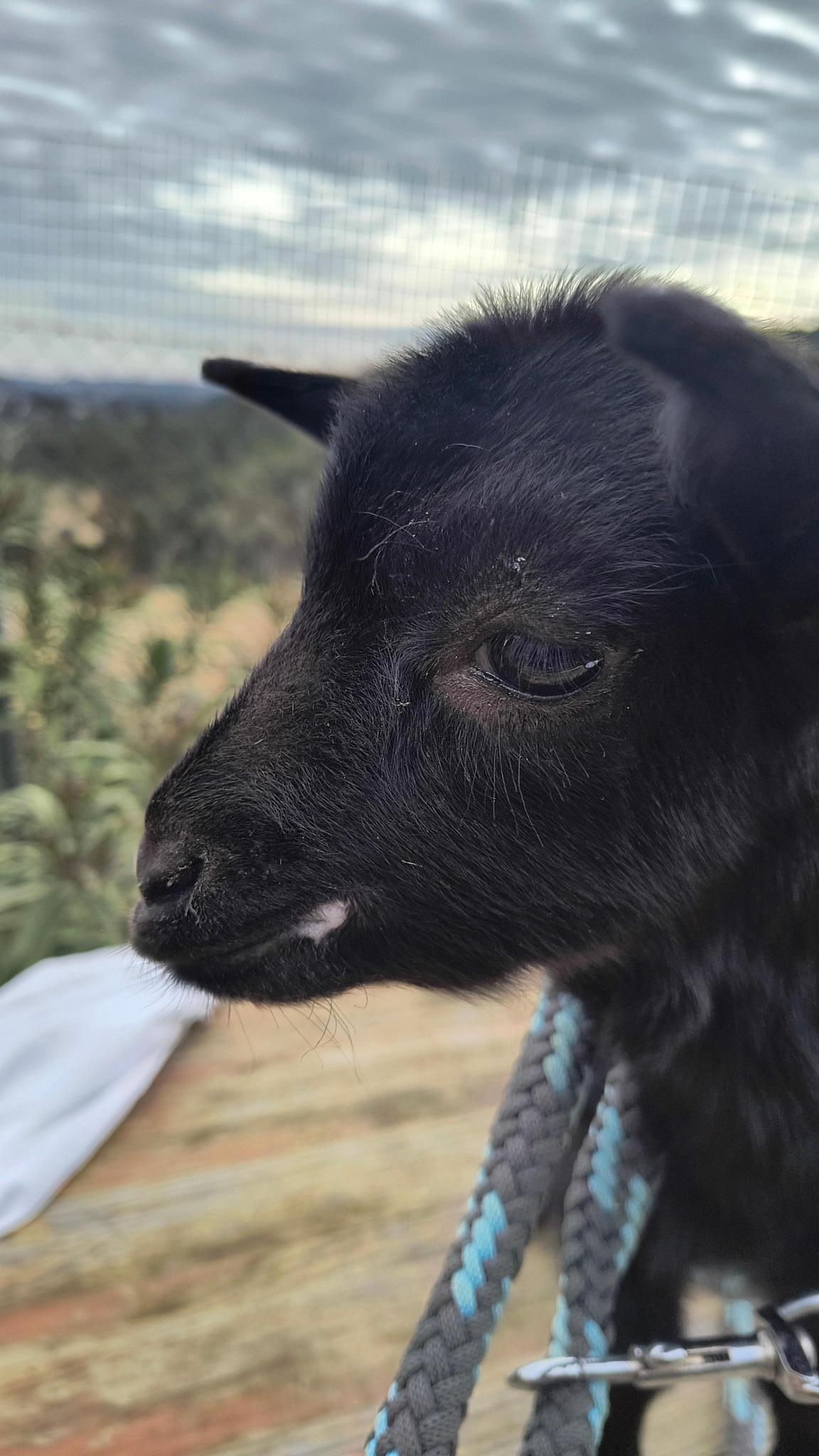 Chez Amandine - Farm Sanctuary in Turís, Valencia, Spain
