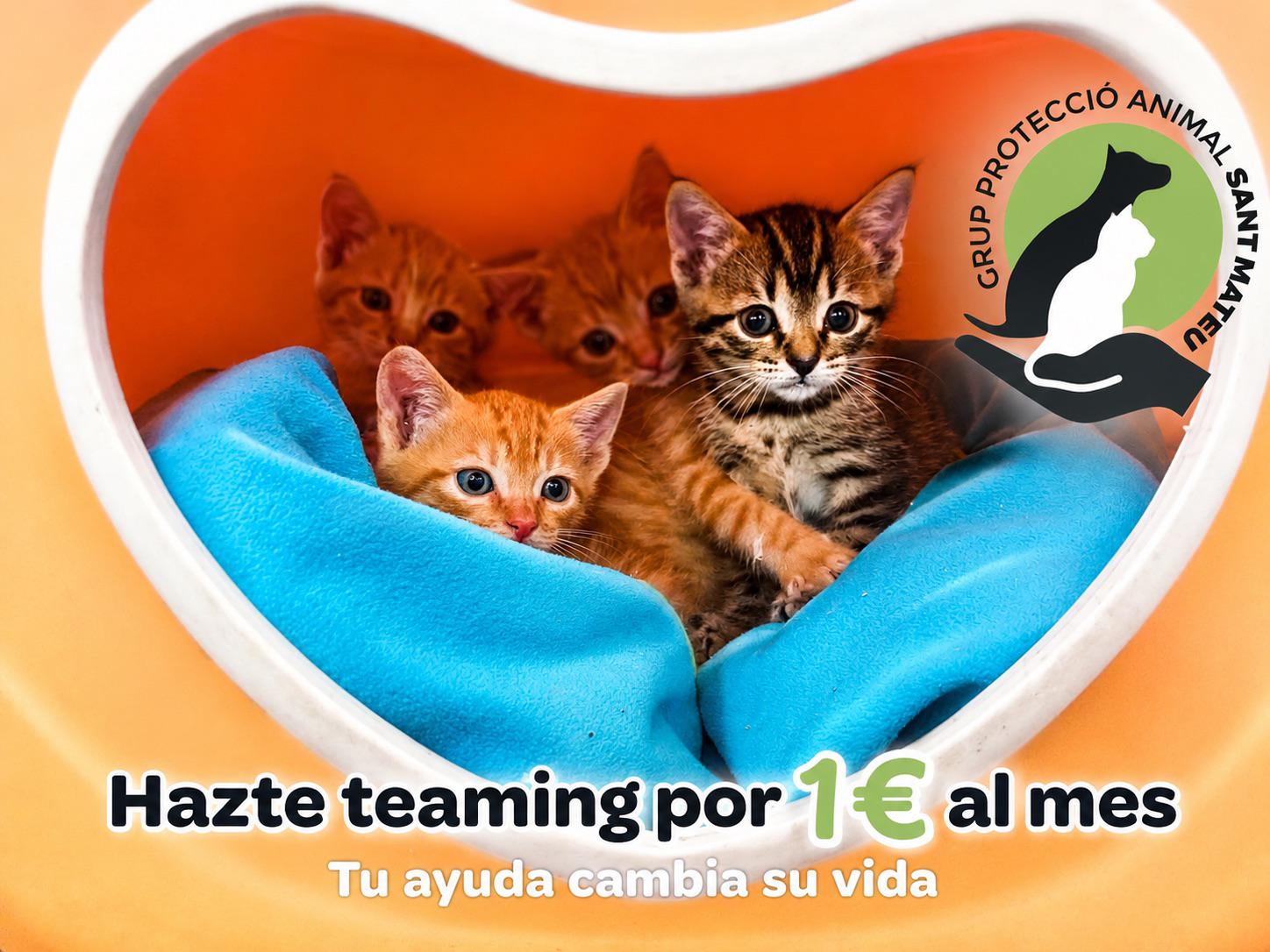 Grup Protecció Animal Sant Mateu