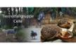 Tiernotfallhilfe Celle helps animals in need
