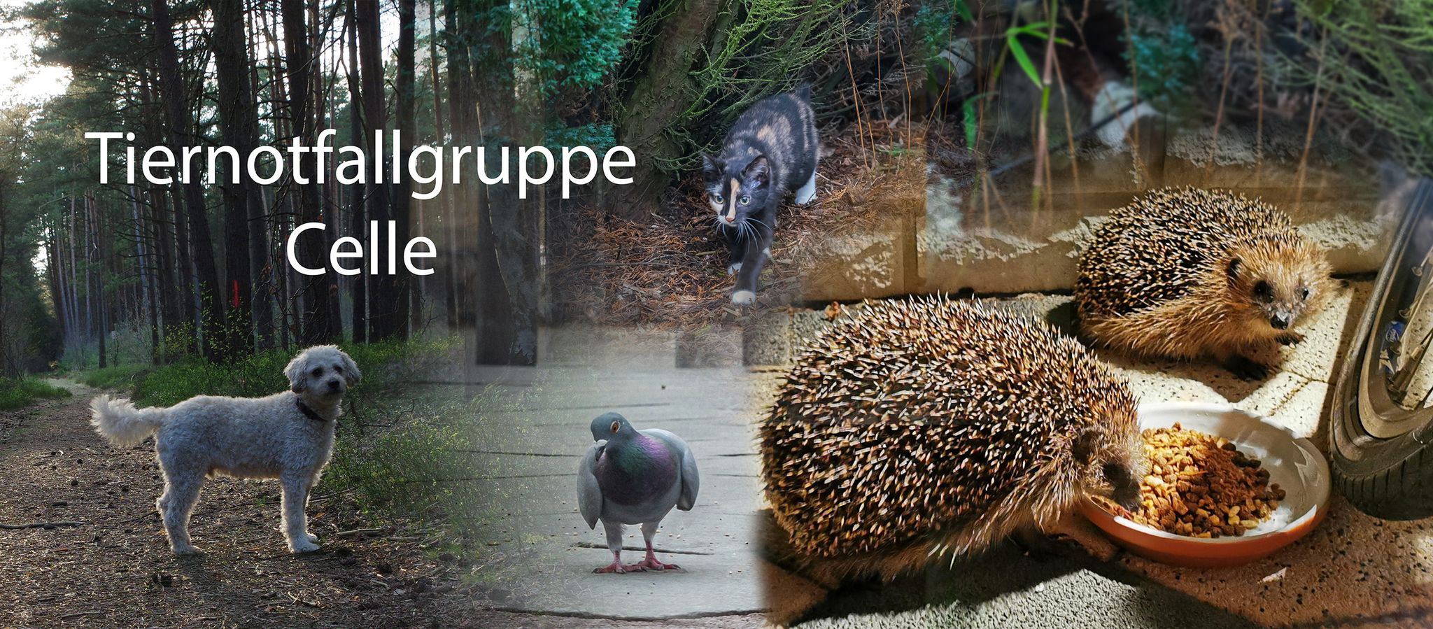 Tiernotfallhilfe Celle helps animals in need