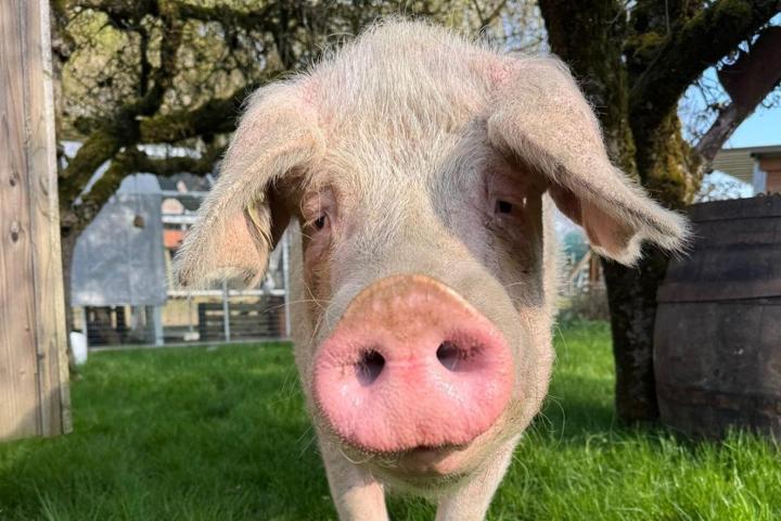 Verein Lebenshof TierMensch