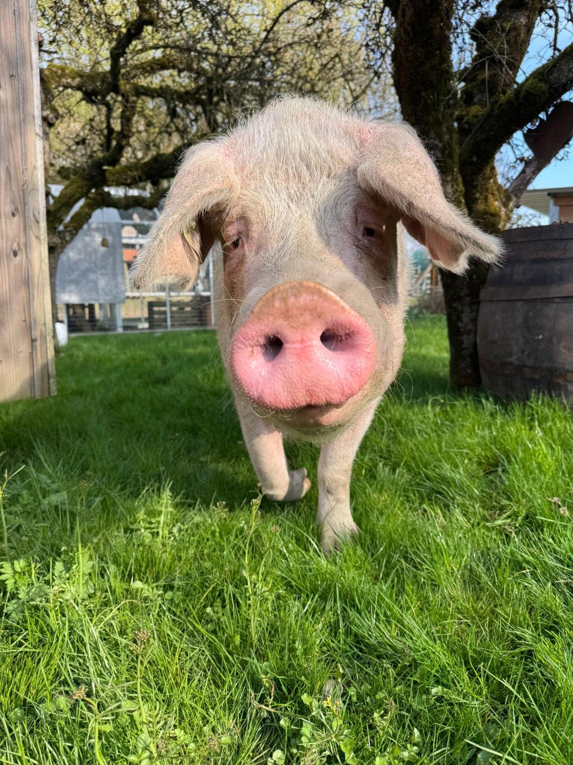 Verein Lebenshof TierMensch