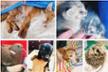 Mai più soli: un rifugio per gli animali in difficoltà.