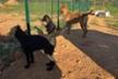 Support Tiny Shelter