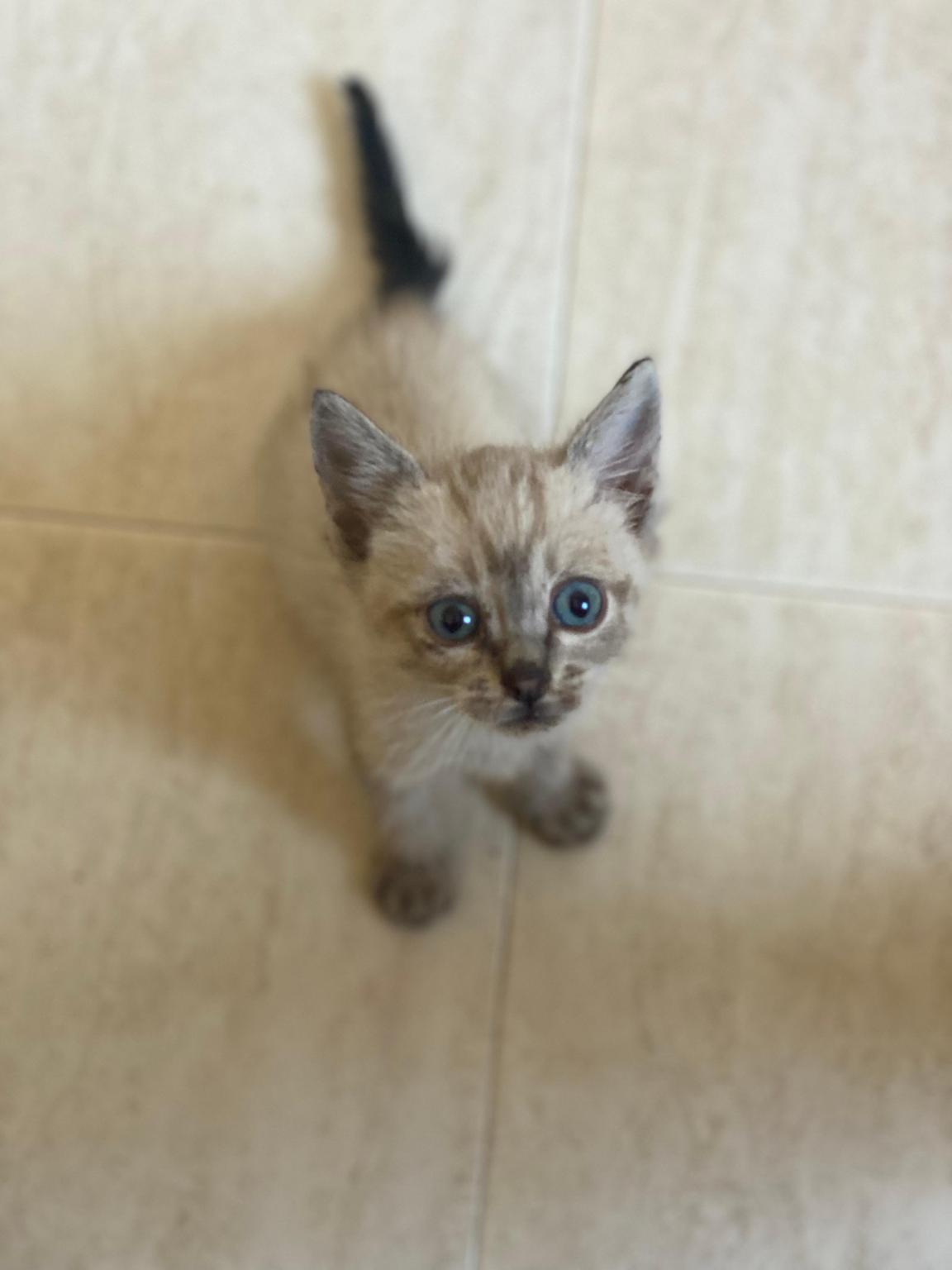 Helping Animals Almanzora