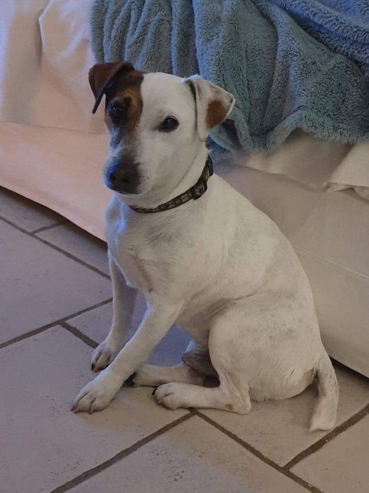 Les petites pattes d Agnès Feraud