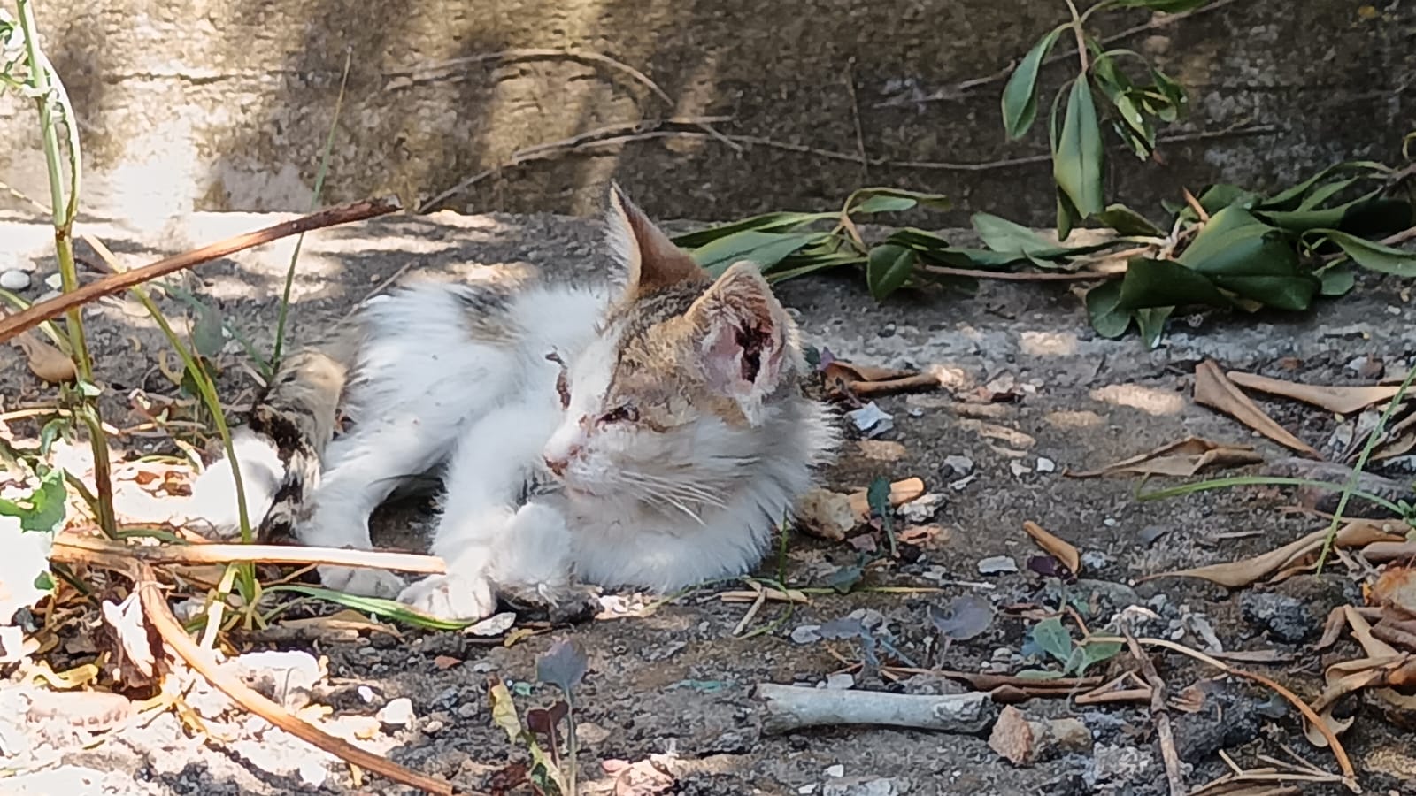 Sostegno attività di volontariato