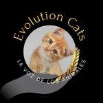 Evolution Cats | Protección y Bienestar Animal