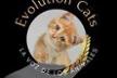 Evolution Cats | Animal Protection & Welfare