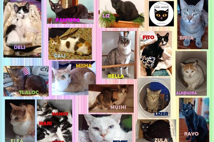 Gato Ayud