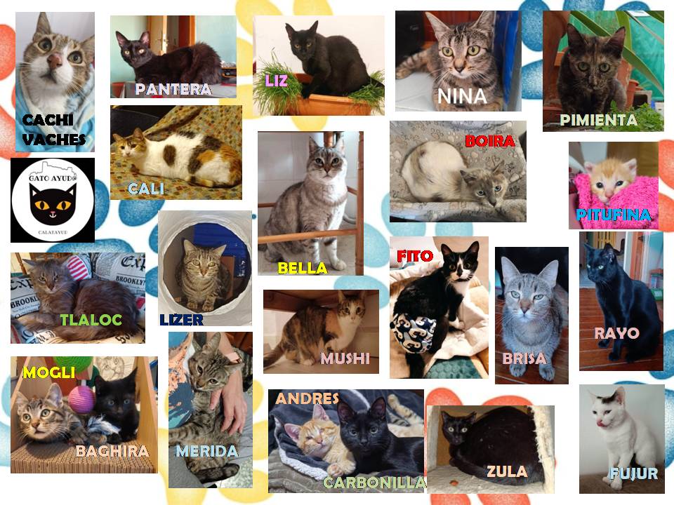 Gato Ayud