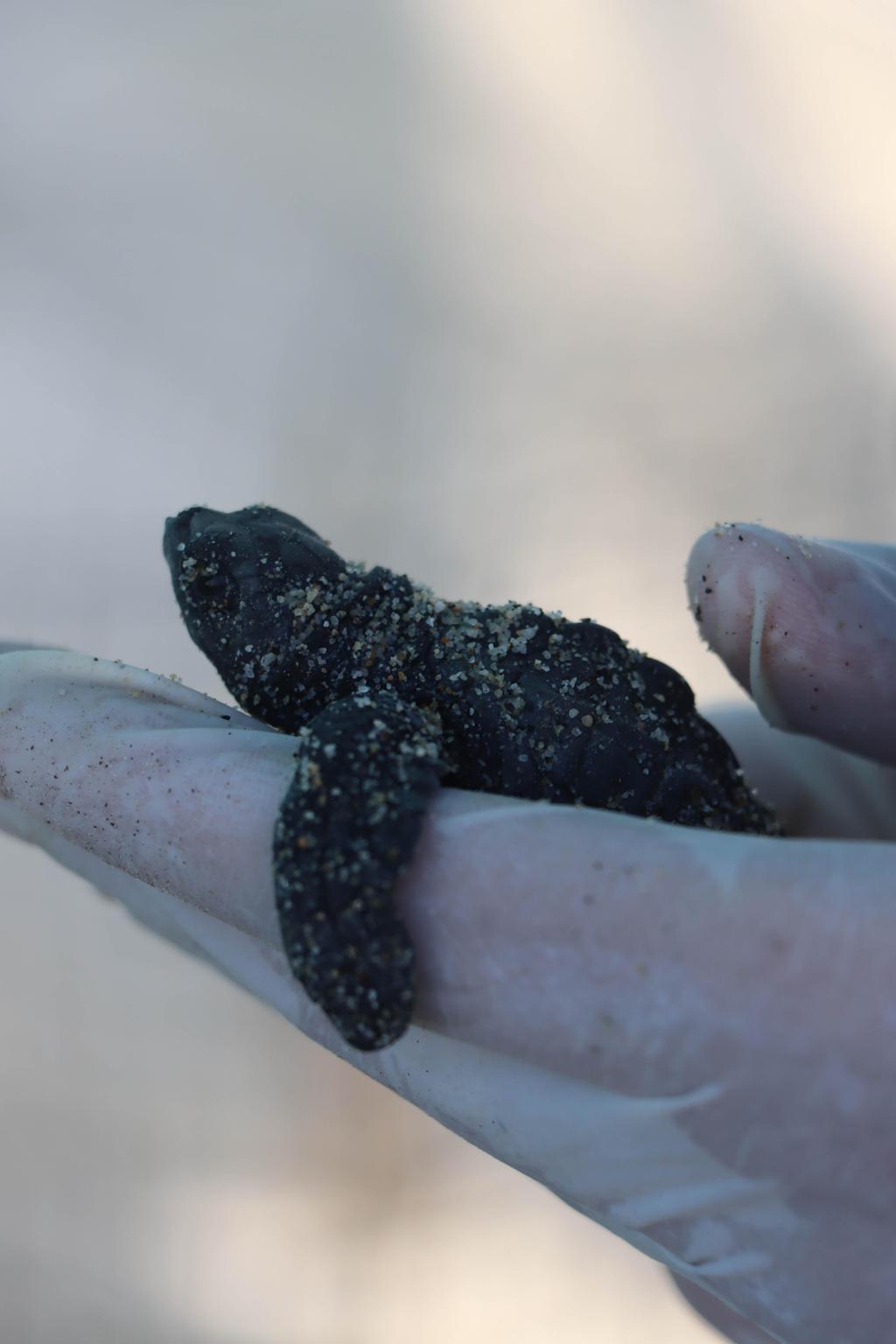OCEAVIDA ORG biodiversity conservation