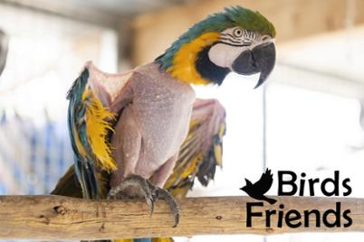 Birds Friends Birds Friends