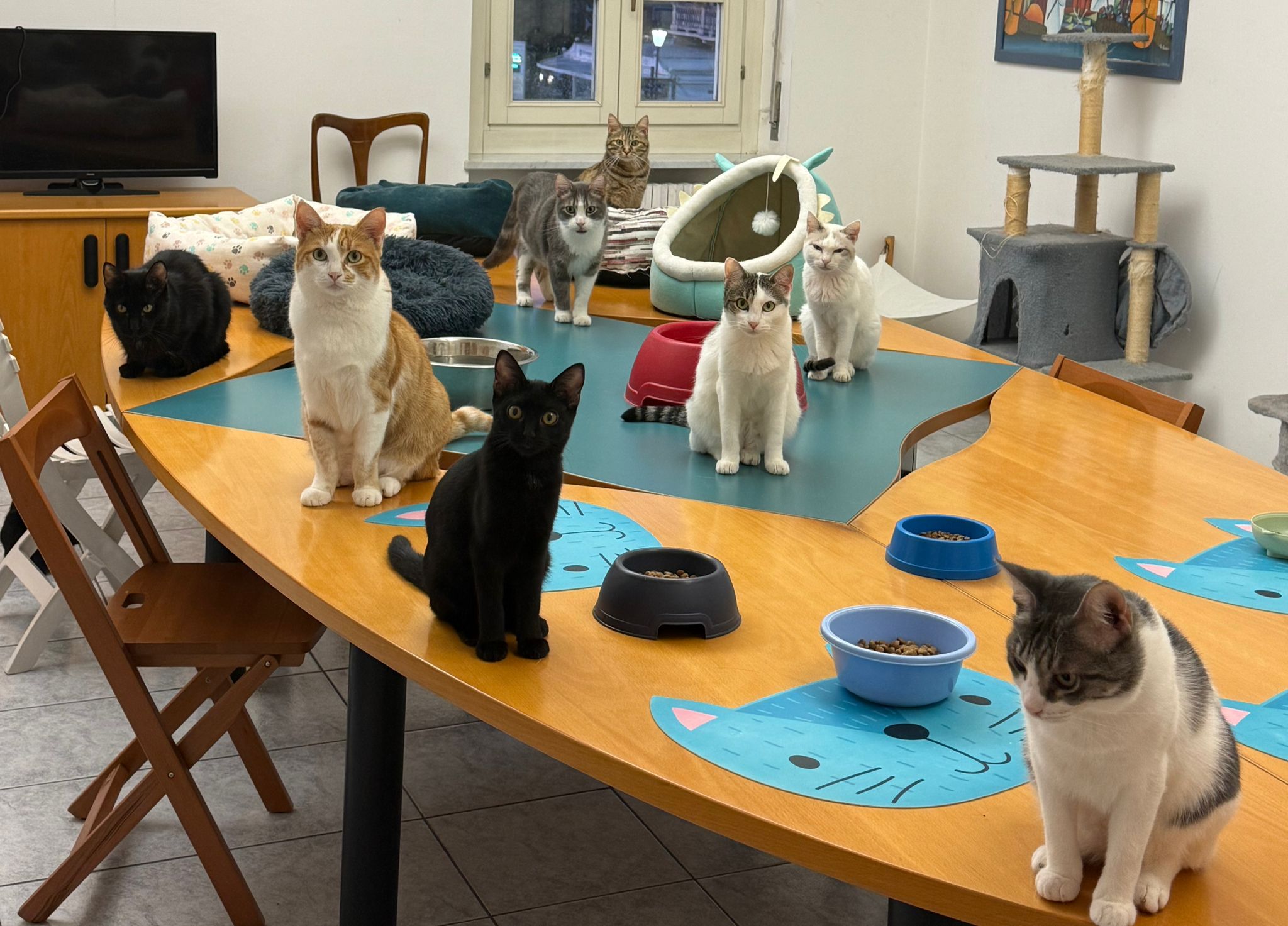 ASSOCIAZIONE ROMEO ODV