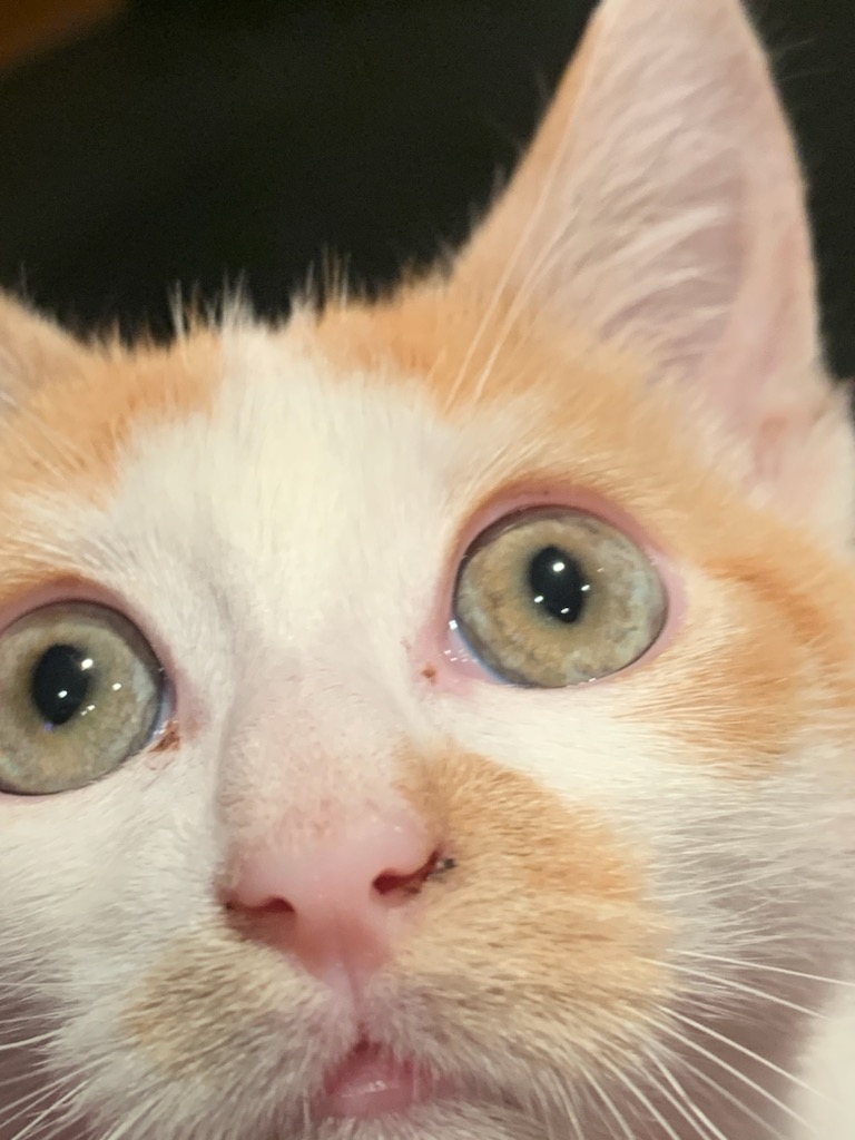 Les chats du cœur