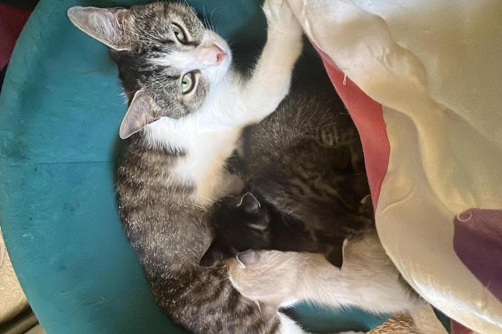 Sauvetages chats abandonnés