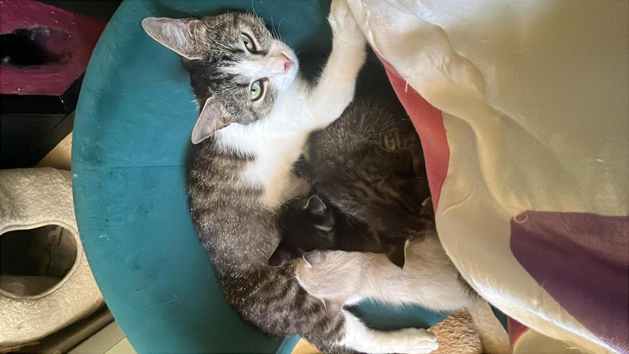 Sauvetages chats abandonnés