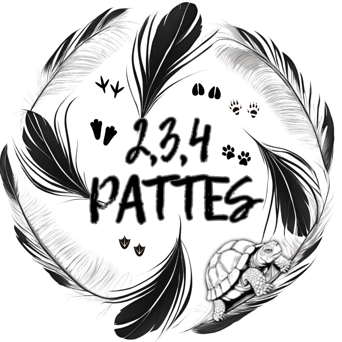 Asso 2,3,4 PATTES