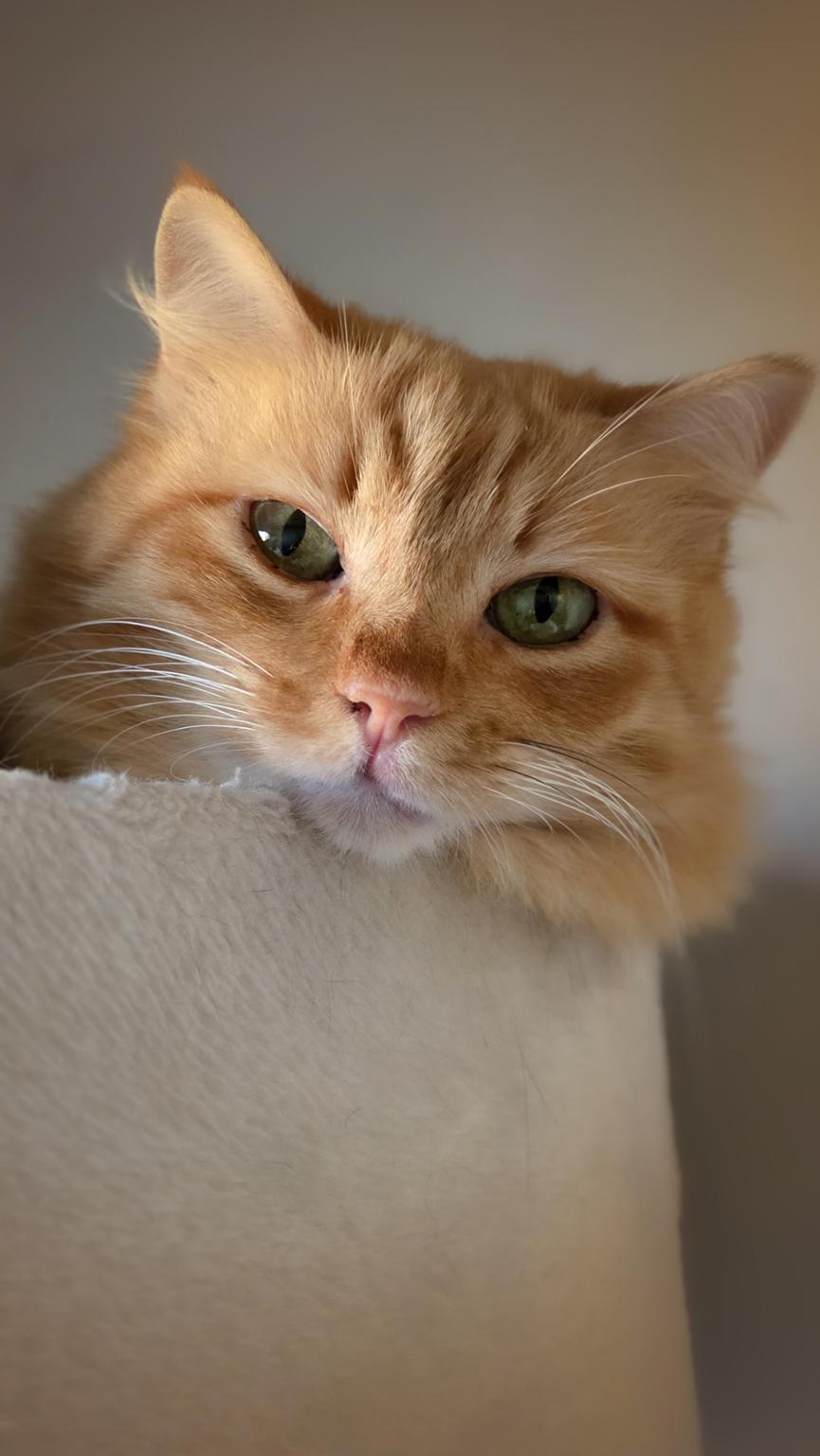 La Colonia de Julieto