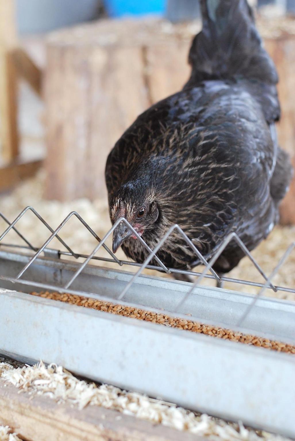 Association Terre de Kâla