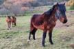 A volta das bestas: bring back wild horses to the Froxán commons (Galicia)