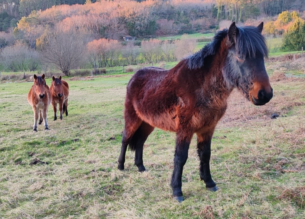 A volta das bestas: recuperemos los caballos salvajes en el monte de Froxán
