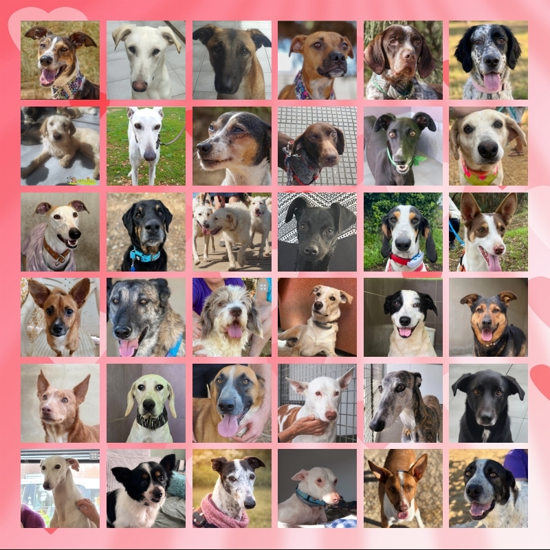 We Help Animals Here / Hier Helpen Wij Dieren
