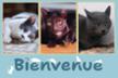 Mira Cats