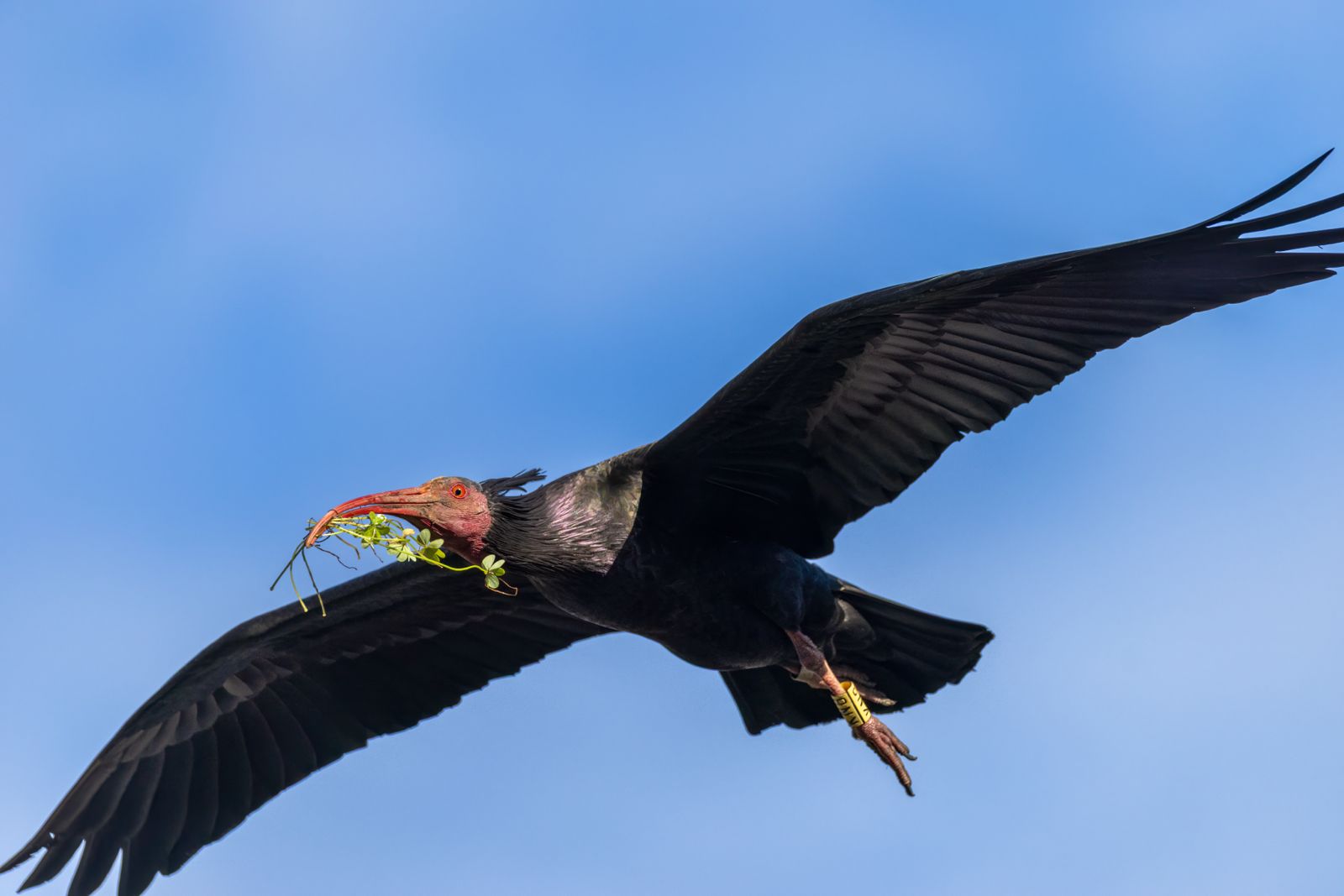 Alimenta un ibis!