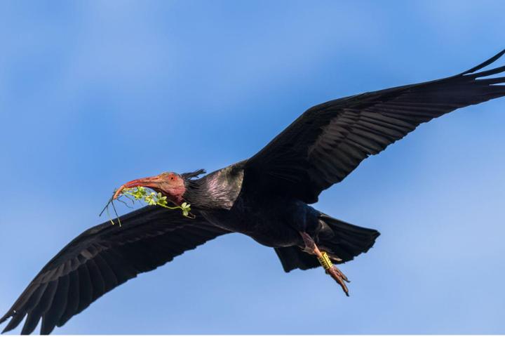 Alimenta un ibis!