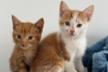 Association Kitt and Cats