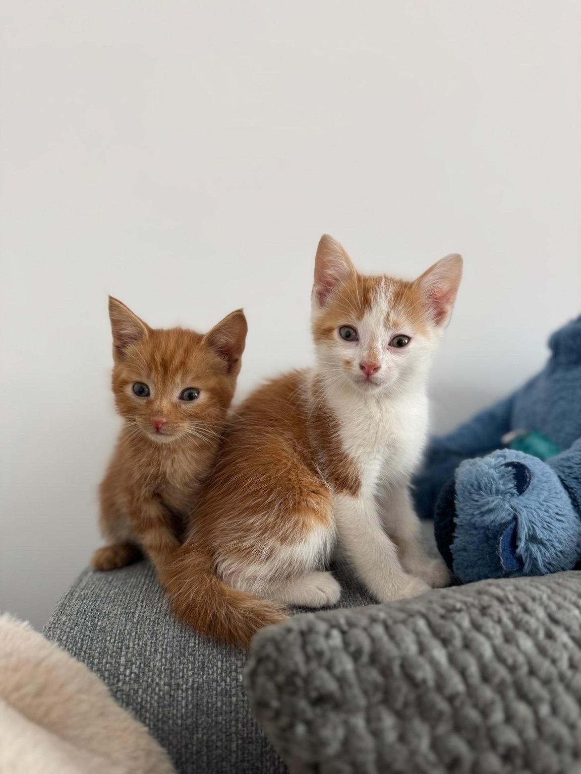 Association Kitt and Cats