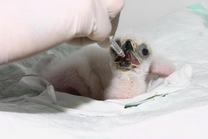 HELP WITH THE REPRODUCTION OF THREATENED RAPTORS