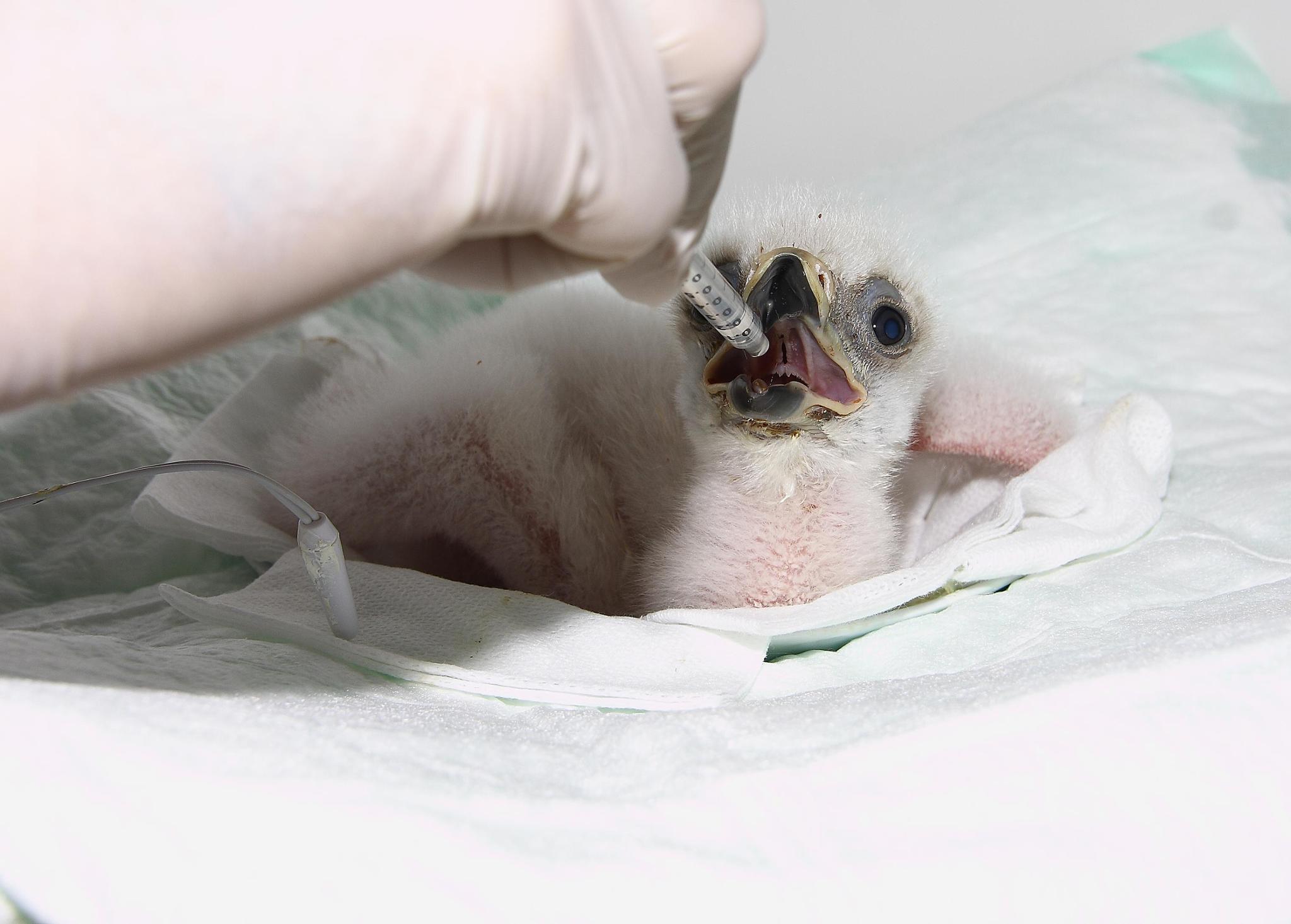 HELP WITH THE REPRODUCTION OF THREATENED RAPTORS