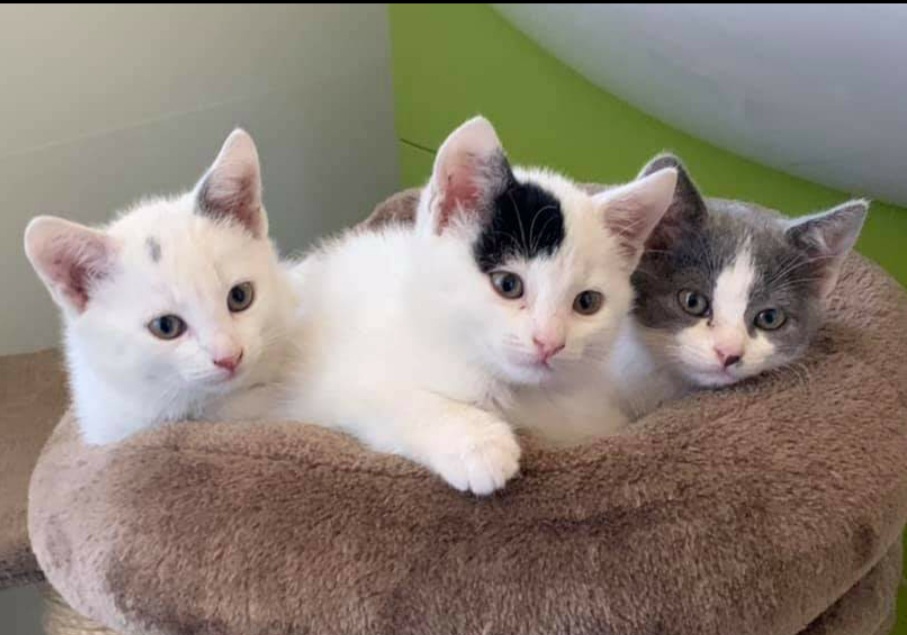 In Punta di Coda odv