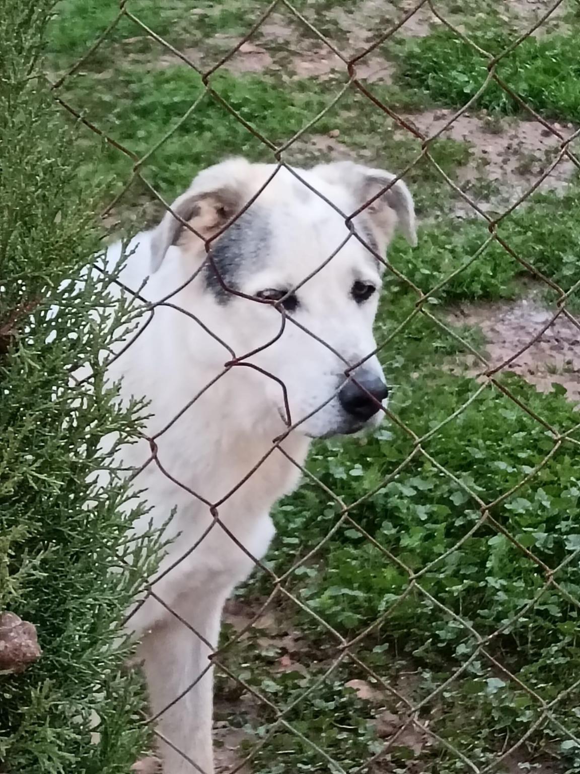 ARCA SEVILLA: PIPO, NUESTRO VETERANO