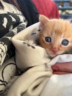 Ayuda para asociacion de gatitos