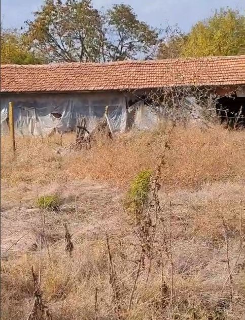 Help for our Bulgarian dogs in need