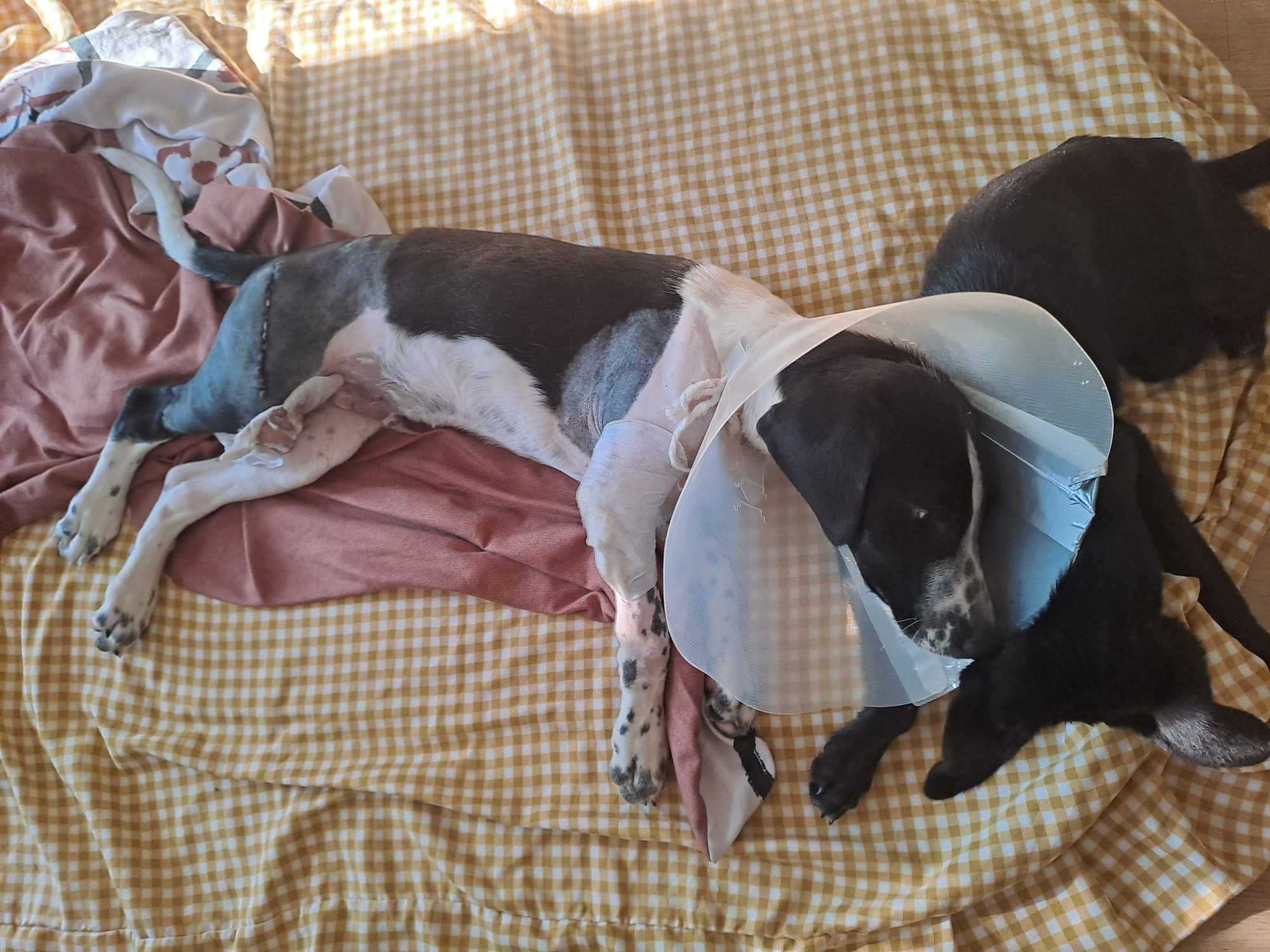 Help for our Bulgarian dogs in need
