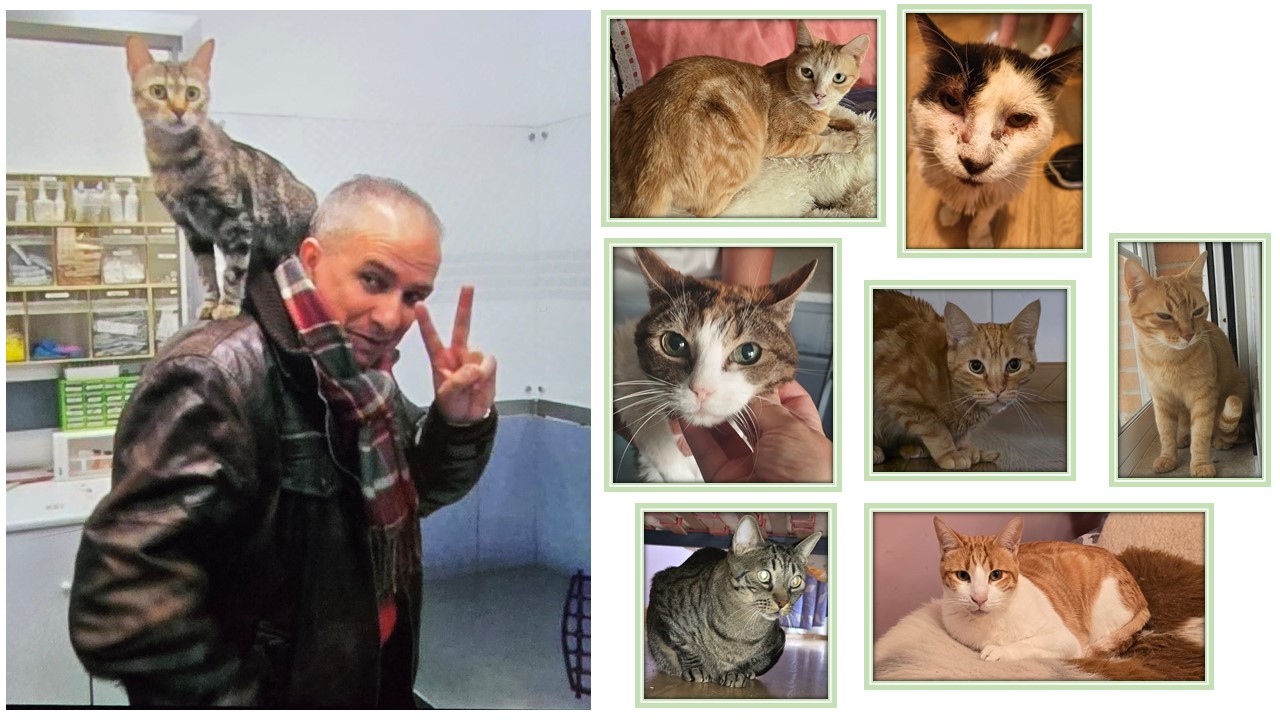 Gatos José Antonio Corrales