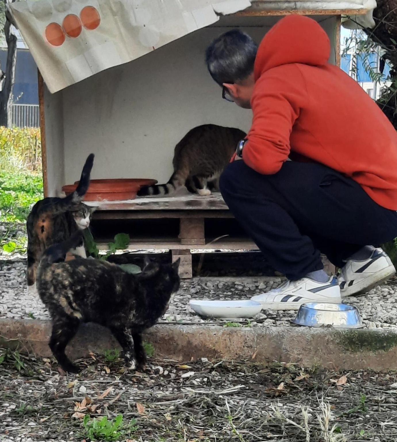 Colonia felina kike