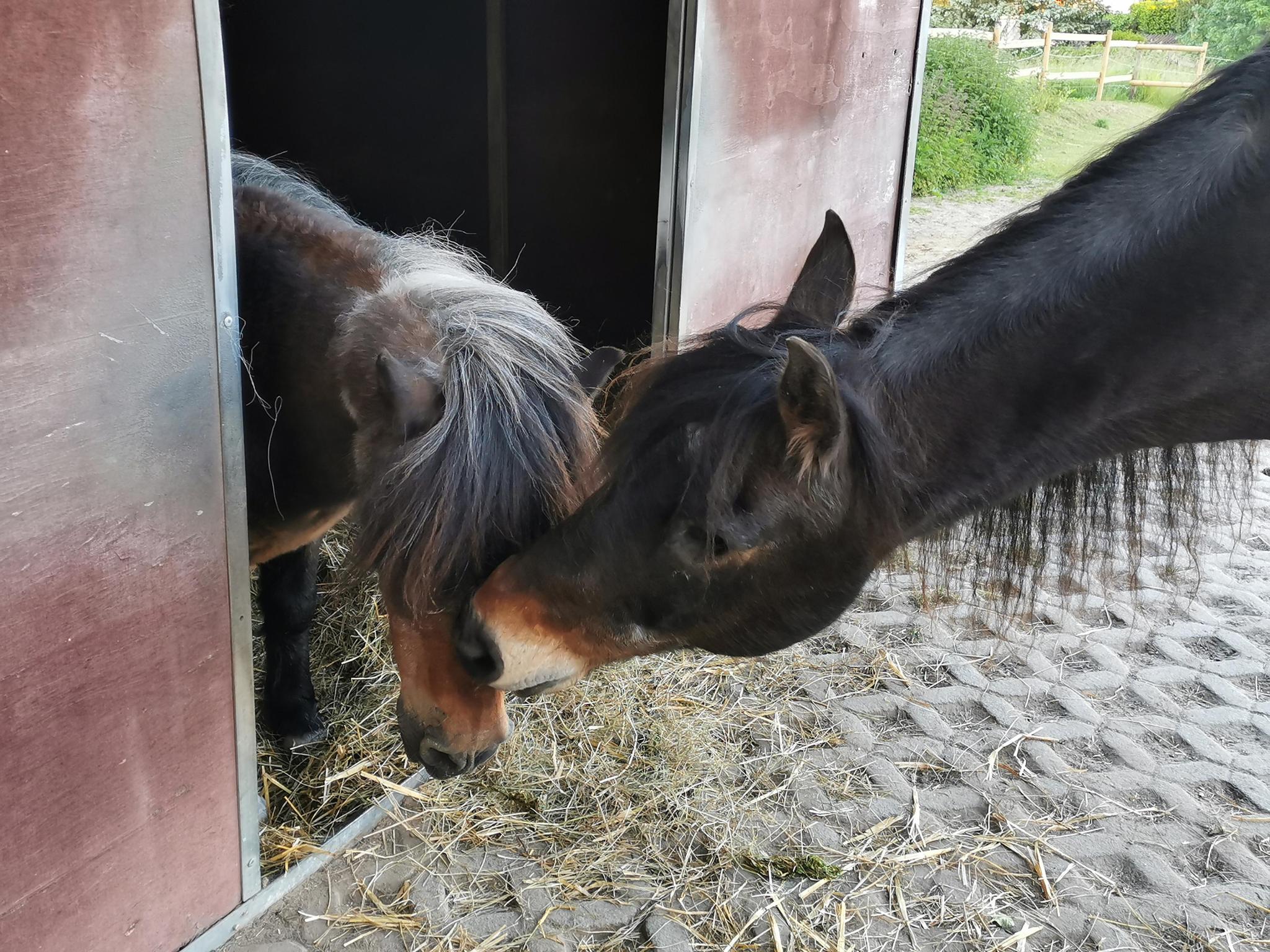 Seniorpferde aktiv mit Kindern e.V.