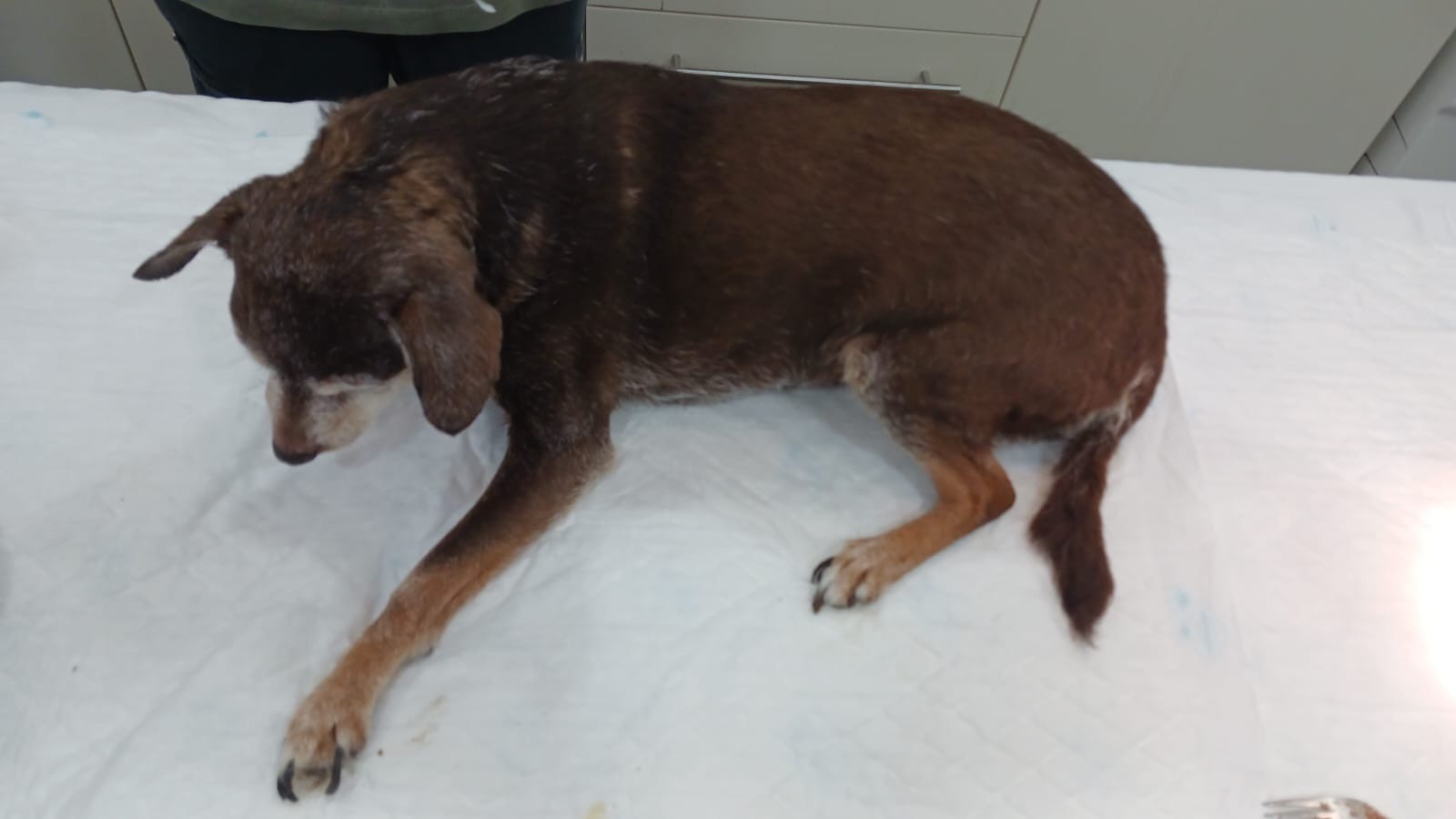 Aixopluc - Protectora de Animales de Manresa. La historia de Marisol