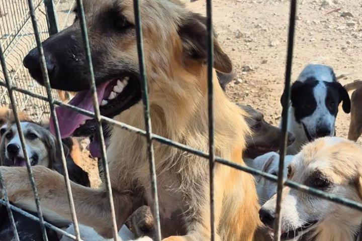 Wagging Tails Dog Rescue Istanbul